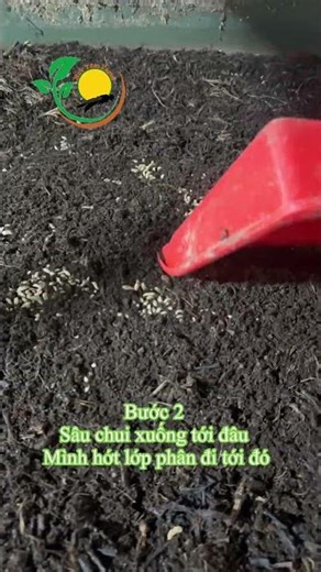 Cách thu hoạch sâu nhanh- gọn -lẹ #saucanxi #channuoi #tuanhoan