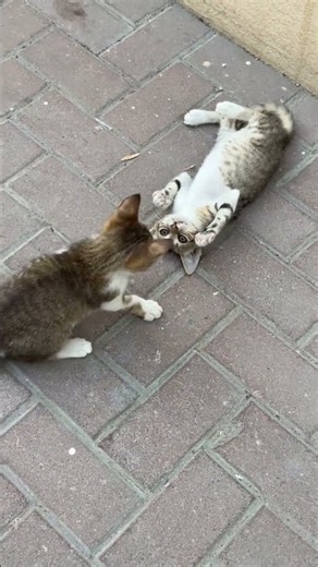 Amazing cats Facts You Didn't Know!