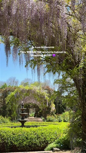 One of the Yarra Valley’s most BEAUTIFUL spring sights is blooming RIGHT NOW… a 100-METRE tunnel completely covered in purple wisteria! 💜😍👇🏻 The famous wisteria arbour at Alowyn Gardens is now in bloom, with peak bloom about to be reached! And because the display generally only lasts around 2–4 weeks, there’s a pretty small window to see it looking like this. Stretching for around 100 metres, the wisteria hangs overhead creating this incredible purple tunnel and it’s one of those spring sigh
