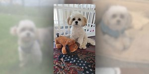 Couple horrified after mountain lion pounces on, kills their dog in front of them