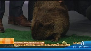 SeaWorld's animal rescue and rehabilitation program