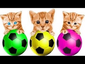 NOVO! APRENDA AS CORES COM BOLAS DE FUTEBOL E GATOS - VÍDEOS EDUCATIVOS - Hooplakidz Brasil