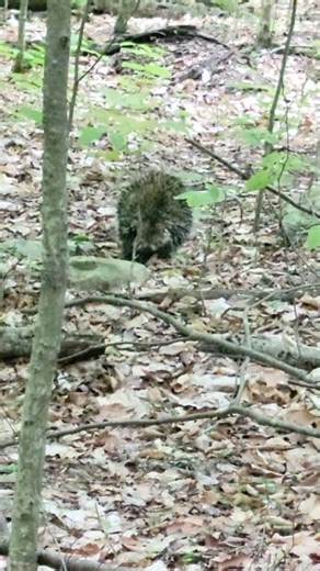 Friday, 6:38 pm May 17, 2024. This is our first live porcupine sighting of 2024. I say it that way because last week we also saw a porcupine. As they say in Monty Python Dead parrot sketch, it was "sleeping" Actually, it was sort of interesting because it was the entire skeleton, so it had the feeling of death that wasn't assisted by another animal. Weird fact that I recently read Fishers are one of the few animals that can kill a porcupine, getting through It's defenses. Although Porcupines don