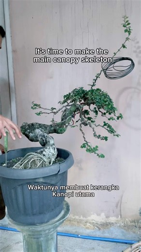 It's time to make main canopy skeleton #bonsai #garden #nature #plants #tree