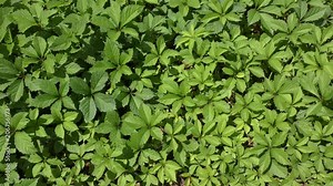 A puzzles of leaves of Virginia creeper (Parthenocissus quinquefolia) forms a natural background.