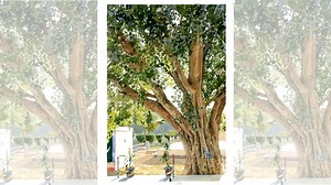 A tree on India-Pakistan border is a tourist magnet. It's a Peepal that swallowed a pillar