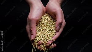 Falling green buckwheat from hands on black background. Shooting of cereal and groats in studio. Macro footage of pouring out the grits. Food cooking video.