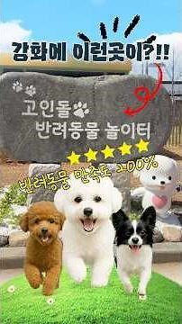 강화에 이런곳이 생겼다고?!!｜반려동물 만족도 200%🐶❤｜고인돌 반려동물 놀이터 전격 공개✨