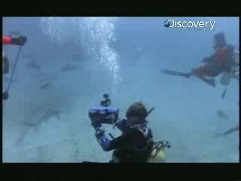 Shark Week- Shark Migration