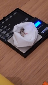 Chester Zoo on Reels