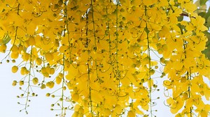 Discover The National Flower of Thailand: Cassia Fistula Linn