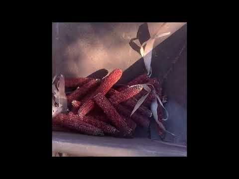 Grinding Feed Corn using Old School Flat Belt Equipment