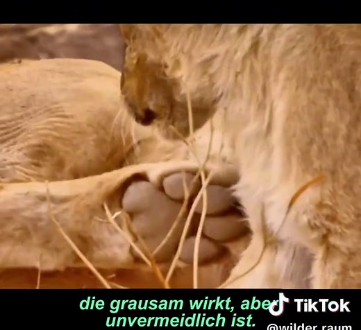 #TierDoku #Wildtiere #NaturDoku #WildeNatur #FürDich