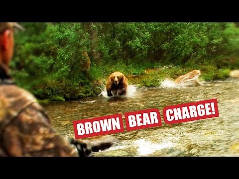 Fred Eichler Brown Bear Charge.......The Full Story