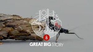 979K views · 2K shares | The entire species of the black beauty stick insect can only be found in one 12-acre area high in the mountains of northern Peru. Because their natural habitat is so small, their survival is precarious — this guy here is among the last of his kind. | Great Big Story | Facebook