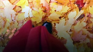 Fascinating Fall Facts You Need to Know