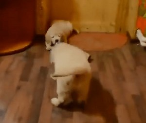 There's Nothing Better Than Watching These Adorable Pups Playing Toget