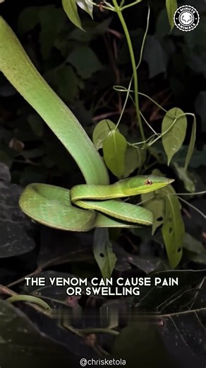 21K views · 762 reactions | Asian Vine Snake  The SUPER-THIN Snake! Long, bright green, and impossibly slim, it looks more like a plant than a predator. It moves slowly, swaying like a vine in the wind to stay hidden. You won’t believe how perfectly it blends into the jungle! #wildlife #nature #animalfacts #animalvideos | 1 Minute Animals | Facebook