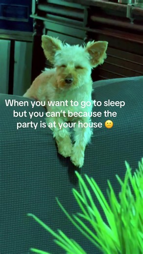 Puppy Party at Home: Adorable Moments Captured