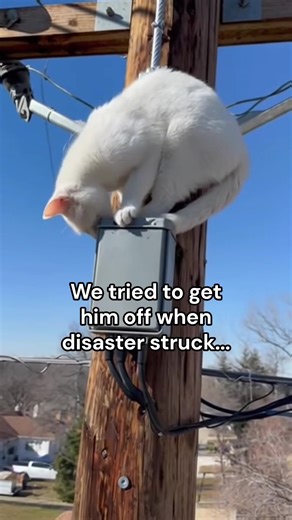 Heartwarming Cat Rescue Story of Survival