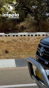 🟢You are always on time with our chauffer drives.💯 | Impala Car Rental