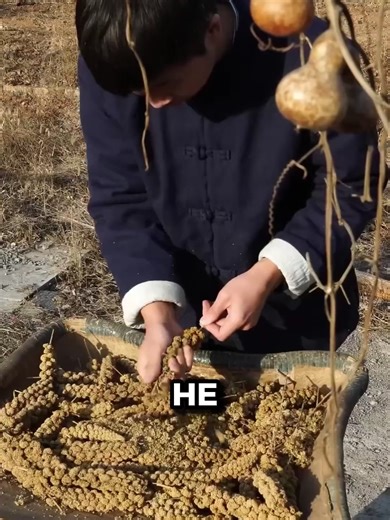Making Bread from Foxtail Millet Seeds: A Unique Process