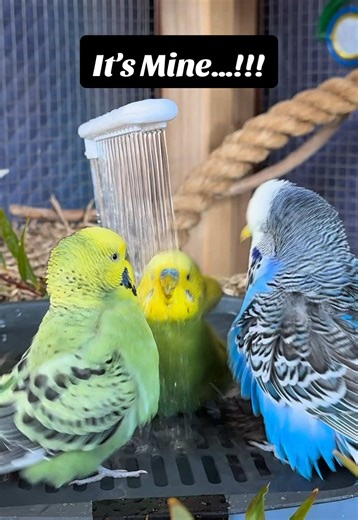 Three budgies : One shower… 🐦🚿🛁💦 Toby seems to have taken it upon himself to manage the shower today… giving Kat-Kut and Bluey a gentle little “push” aside whenever they try to sneak under the water 😍 Just another morning of shower politics in the Budgie Nirvana aviary 💚 Filmed naturally in our outdoor aviary in Melbourne with the relaxing sounds of running water and happy budgies 🥰 Most of our budgies are rescues living together in a safe, enriched aviary environment. No wings are clippe
