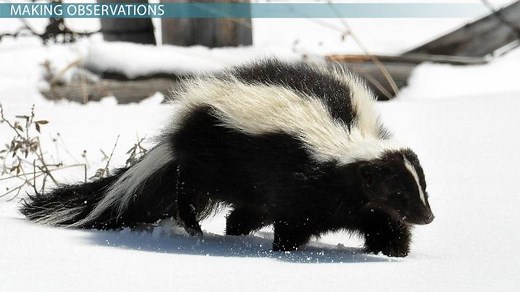 Scientific Method & Observation | Definition, Steps & Examples