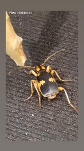 1.5M views · 5.1K reactions | Pena time kecil kna ini kumbang,kmi pggl kumbang api.. #fbpro #viral #kumbangapi @sorotan | Mazni Raziq | Facebook