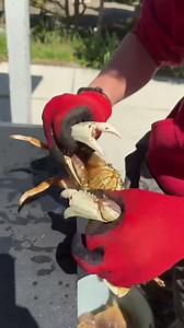 Easy quick technique for cleaning crab