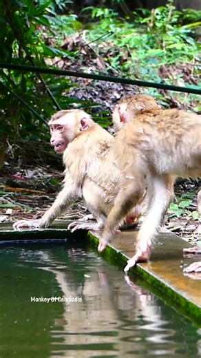 From Splashing to Scrambling: Poolside Fun Turns into a Chaotic Baby Monkey Showdown as Little Ones Begin a Playful but Unexpected Fight #babyanimals #reelsfb #leo #wildlife #animals #rainbow #Luna #monkey #cuteanimals #lynx #fblifestyle | Monkey Of Cambodia
