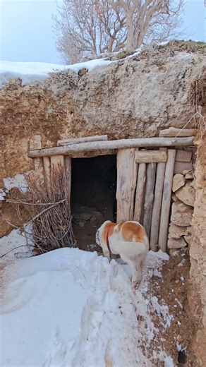 Surviving Winter in a Cave with My Dogs | Silent Off-Grid Camping (Nature ASMR)