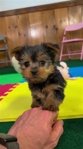 The Cutest Yorkie Puppies You’ll See Today 🐶✨
