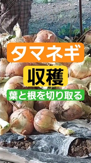 タマネギ収穫し葉と根を切り取り日陰で干す