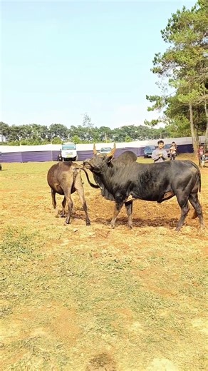 😈 “This Bull Took Over Everything 😱 #shorts”