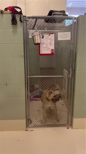 No caption needed 😁 | Humane Society of Burnett County, Inc