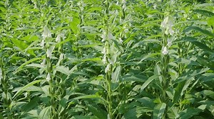 Sesame Seed Plants Crop Field Stock Footage Video (100% Royalty-free) 1107942119 | Shutterstock
