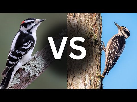 How to Tell the Difference Between Downy and Hairy Woodpeckers