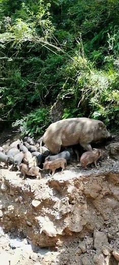 A Flood Struck the Entire Wild Boar Road 🐗 #warthog #pig #boar #viral #animal #wildpig #wildlife