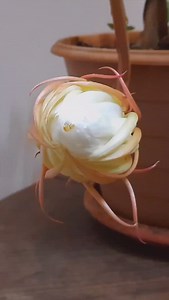 ✨ Un espectáculo efímero y mágico ✨ La Flor Reina de la Noche (Epiphyllum oxypetalum) nos regala su belleza en un solo instante. Su capullo se abre bajo la luna, desplegando pétalos blancos como la luz de las estrellas y un aroma embriagador que llena la noche de misterio. Este fenómeno es un recordatorio de que las cosas más hermosas de la vida pueden durar solo un momento… y por eso debemos aprender a apreciarlas cuando ocurren. 🌿💫 ¿Has sido testigo de su florecimiento alguna vez? Cuéntanos 
