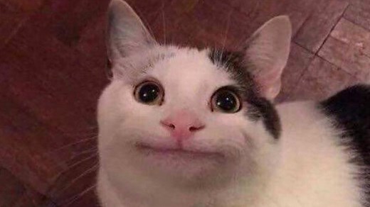 Polite Cat | Know Your Meme