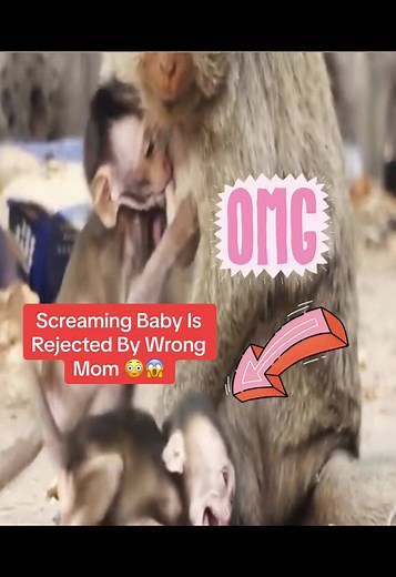 Screaming Baby Monkey Rejected by Its Mother