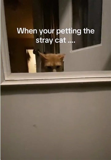 Jealous Cat Reacts to Owner's Affection