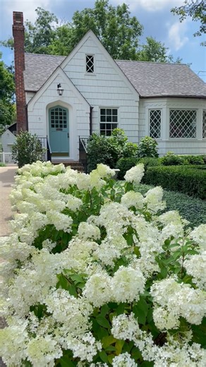 Tom on Instagram: "Happy National Hydrangea Day…… We have a small town garden in Annapolis and these Bobo dwarf hydrangeas are perfect here. Bobos are like Limelights except much smaller - 36” high including flowers. I love that the flowers stay in bloom for weeks and do not droop. We planted the shrubs 40” apart from center to center to create this hedge at our cottage. All we do is fertilize each shrub with 2 cups of Holly Tone in April."