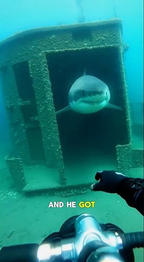 Shark Tries To Eat Diver In Sunken Ship #shorts #shark