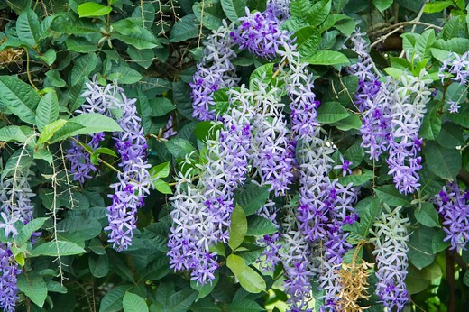 Discover 20 Vines That Produce Beautiful Purple Flowers
