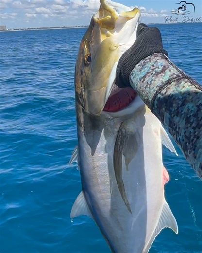 6.9K views · 92 reactions | Join us on a spearfishing adventure out...