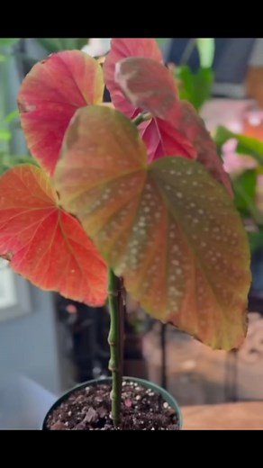 🌱🪴UPDATE!: Angel wing begonia chop & prop has rooted successfully.. #angelwingbegonia #angelwings #planttherapy | Root Wata