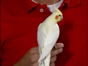 Trimming Your Birds Nails