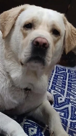 bichara duggu 😂🥲#dailyshorts #shortvideo #labrador mini vlog ❤️